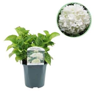 Green boutiQ - Hortensia - Hydrangea macrophylla Bleu - Fleur Blanche - 1 Plante - Caduque - Peu d'Entretien - Pot 17cm Hauteur 30cm