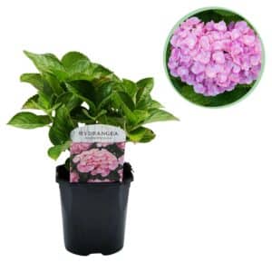 Green boutiQ - Hortensia - Hydrangea macrophylla Rose - Fleur Rose - 1 Plante - Caduque - Peu d'entretien - Pot 17cm Hauteur 30cm
