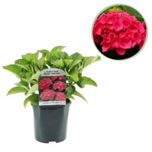 Green boutiQ - Hortensia - Hydrangea macrophylla Rouge - Fleur rouge - 1 plante - Caduc - Peu d'entretien - Pot 17cm Hauteur 30cm
