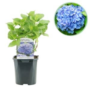 Green boutiQ - Hortensia - Hydrangea macrophylla Bleu - Fleur Bleue - 1 Plante - Caduque - Peu d'entretien - Pot 17cm Hauteur 30cm