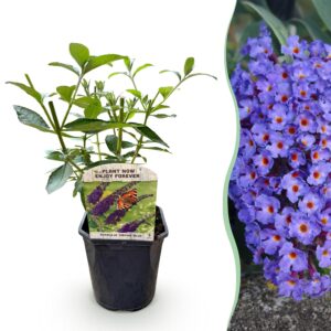 Buddleia de David - Buddleia davidii Empire Blue - Fleur bleue - 1 plante - Caduc - Attractif pour papillons - Pot 17 cm Hauteur 25 cm