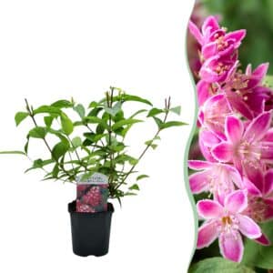 Green boutiQ - Arbustes - Deutzia hybrida Strawberry Fields - Fleur rose - 1 plante - Caduc - Peu d'entretien - Pot 17cm Hauteur 45cm
