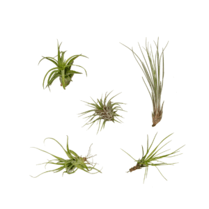 Tillandsia Air mix - 5 pièces - 6 cm - ø6