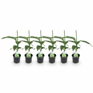 Green boutiQ - Plante fruitière - Bananier - Musa Basjoo - Rustique - 6 plantes - Pot 12cm Hauteur 30cm