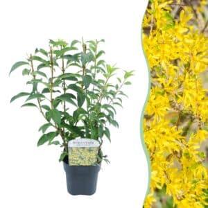 Green boutiQ - Arbustes - Forsythia intermedia Goldrauch - Fleur jaune - 1 plante - Caduc - Peu d'entretien - Pot 17cm Hauteur 45cm