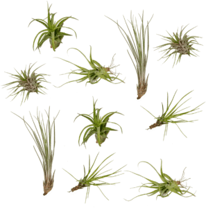 Tillandsia Air mix - 10 pièces - 6 cm - ø6