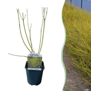 Green boutiQ - Arbustes - Cornus alba Flaviramea - Branches vertes - 1 plante - Caduc - Faible entretien - Pot 17 cm Hauteur 45 cm
