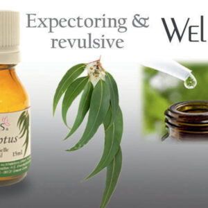 Huiles essentielles - Eucalyptus