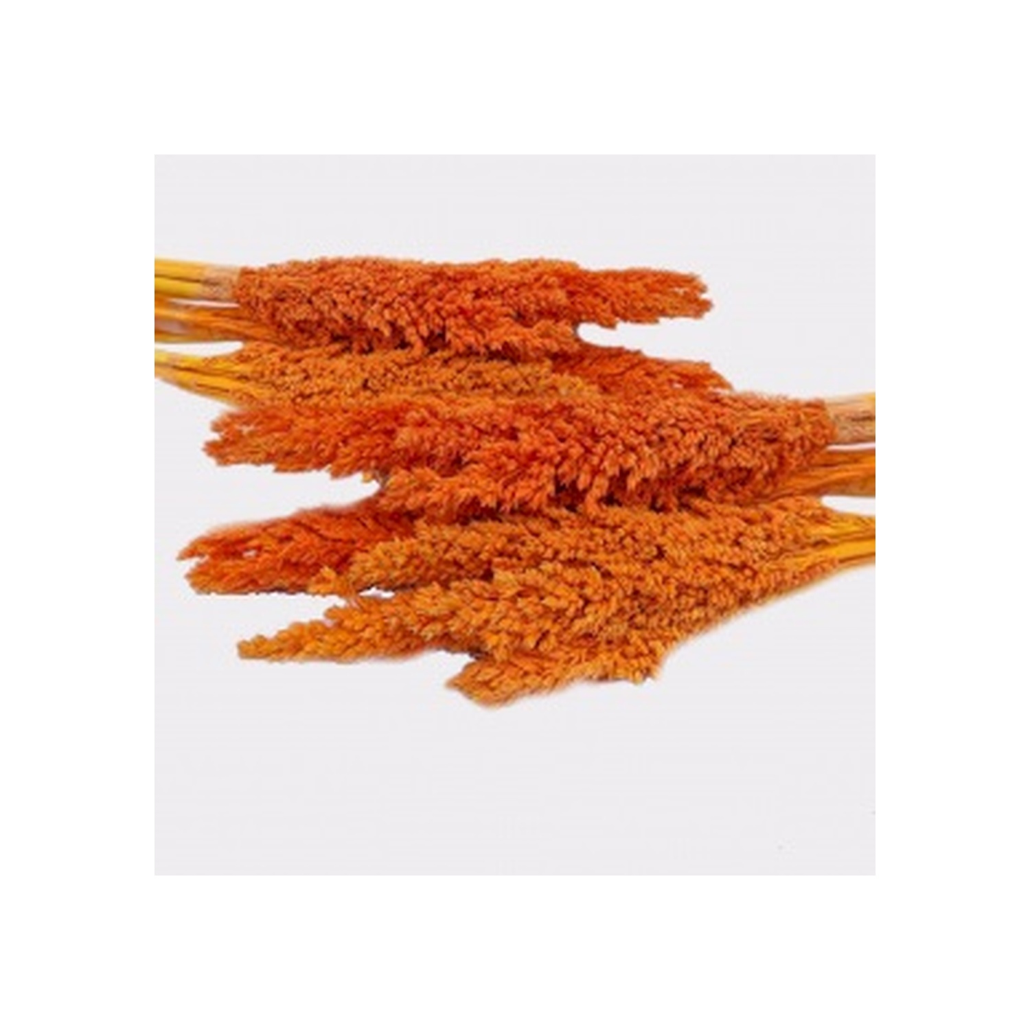 Bouquet d'herbes du Cantal - Orange- Vendu par 6