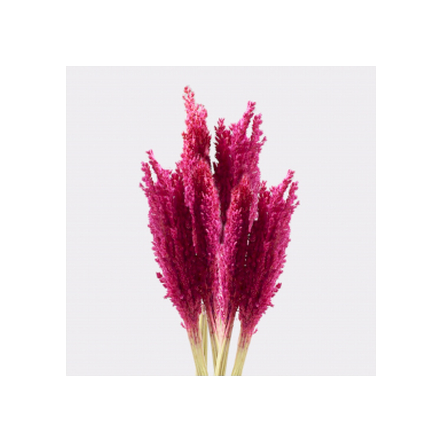 Bouquet d'herbes du Cantal - Rose- Vendu par 6